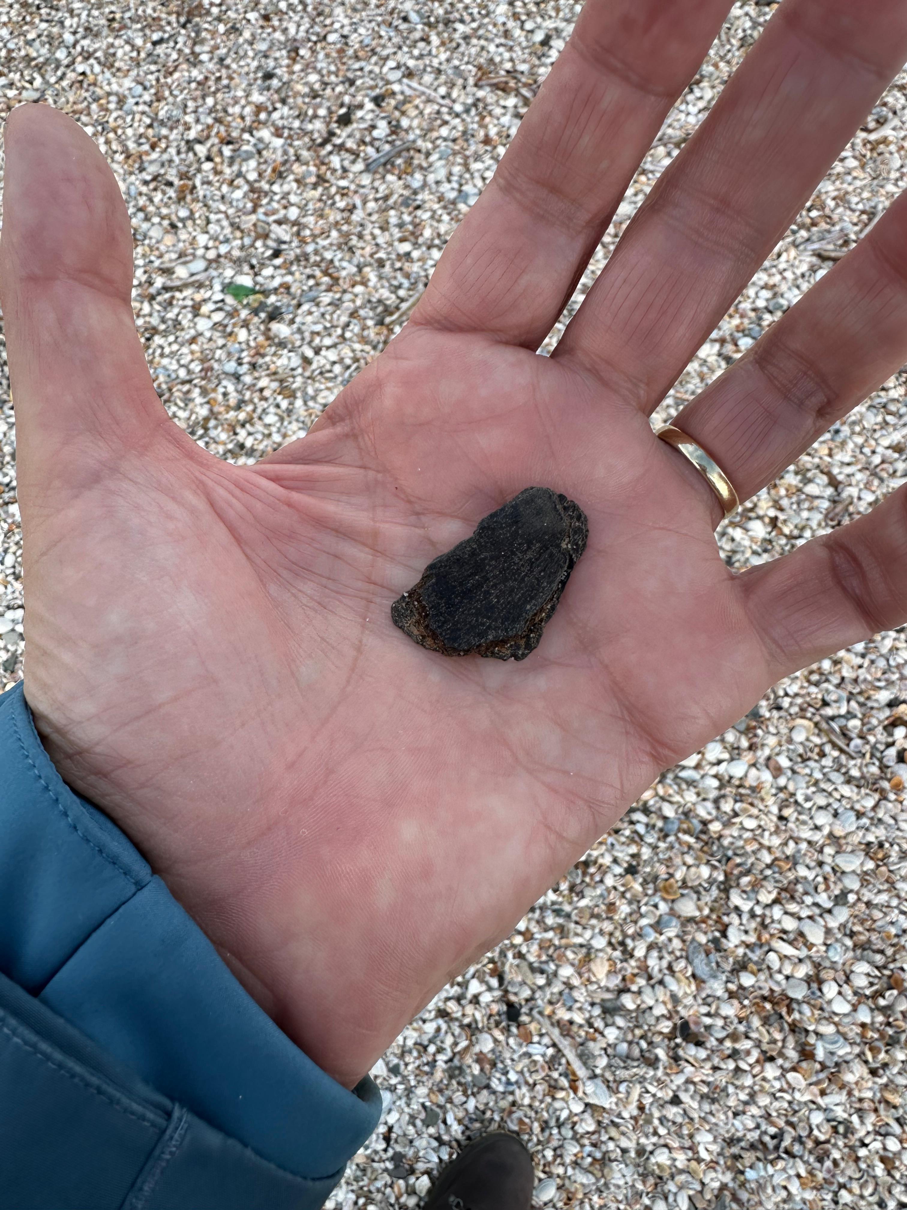 Fossil hunt at a Dutch beach